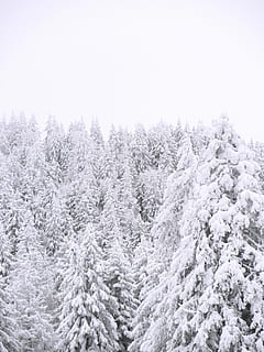 arbres coberts de neu, arbre, planta, avet, abies, pi, conífera, neu, catifa, França, Annecy, a l'aire lliure, naturalesa, gel, bosc, hivern, muntanya, pols, blanc, picea, arbres, temperatura de fred, bellesa a la natura, Color blanc, tranquil·litat, escenics - natura, cap gent, dia, escena tranquil·la, terra, cel, congelat, arbre de coníferes, cobertura, nevar, arbre de fulla perenne, 4K, CC0, domini públic, lliure de regalies