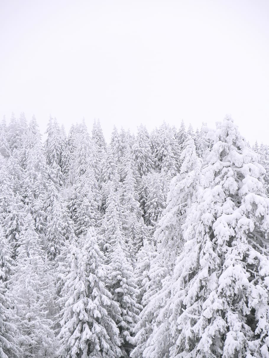 arbres coberts de neu, arbre, planta, avet, abies, pi, conífera, neu, catifa, França, Annecy, a l'aire lliure, naturalesa, gel, bosc, hivern, muntanya, pols, blanc, picea, arbres, temperatura de fred, bellesa a la natura, Color blanc, tranquil·litat, escenics - natura, cap gent, dia, escena tranquil·la, terra, cel, congelat, arbre de coníferes, cobertura, nevar, arbre de fulla perenne, 4K