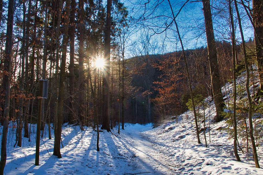 inverno, camminare, foresta, la neve, sole, freddo, cielo, pista, invernale, escursioni a piedi, albero, brina, nevoso, bianca, foresta invernale, umore invernale, sogno invernale, umore, magia invernale, temperatura fredda, pianta, bellezza nella natura, terra, la tranquillità, natura, luce del sole, scena tranquilla, copertura, scenics - natura, scena non urbana, congelato, ambiente, nessuno, riflesso lente, all'aperto, bosco, 4K