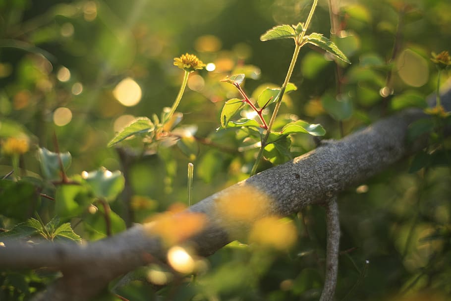 flor groga, indonèsia, arbre, herba, bingin beach, arbust, llum d'or, flor, daurat, flors silvestres, verd, creixement, groc, bokeh, macro, primer pla, flora i fauna, fullatge, branca, planta, enfocament selectiu, naturalesa, color verd, cap gent, full, part de la planta, bellesa a la natura, dia, un animal, llum solar, animal, temes d'animals, a l'aire lliure, animals a la natura, fauna animal, 4K