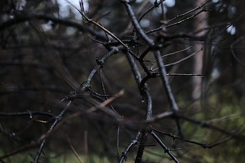 ramas, bosque, oscuro, profundo, textura, de cerca, árbol, negro, verde, vida, salvaje, rama, arboles, nadie, planta, centrarse en primer plano, naturaleza, árbol desnudo, día, enfoque selectivo, tierra, proteccion, al aire libre, seguridad, planta muerta, la seguridad, tranquilidad, ramita, seco, planta seca, palo - parte de la planta, 5K, CC0, dominio público, libre de derechos