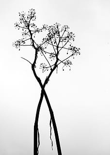 resum, plantes, planta, arbre, cel, branca, arbre nu, cap gent, cel clar, naturalesa, tranquil·litat, dia, creixement, bellesa a la natura, vista d’angle baix, a l'aire lliure, còpia espai, tronc de l'arbre, tronc, arbre únic, silueta, 2K, CC0, domini públic, lliure de regalies