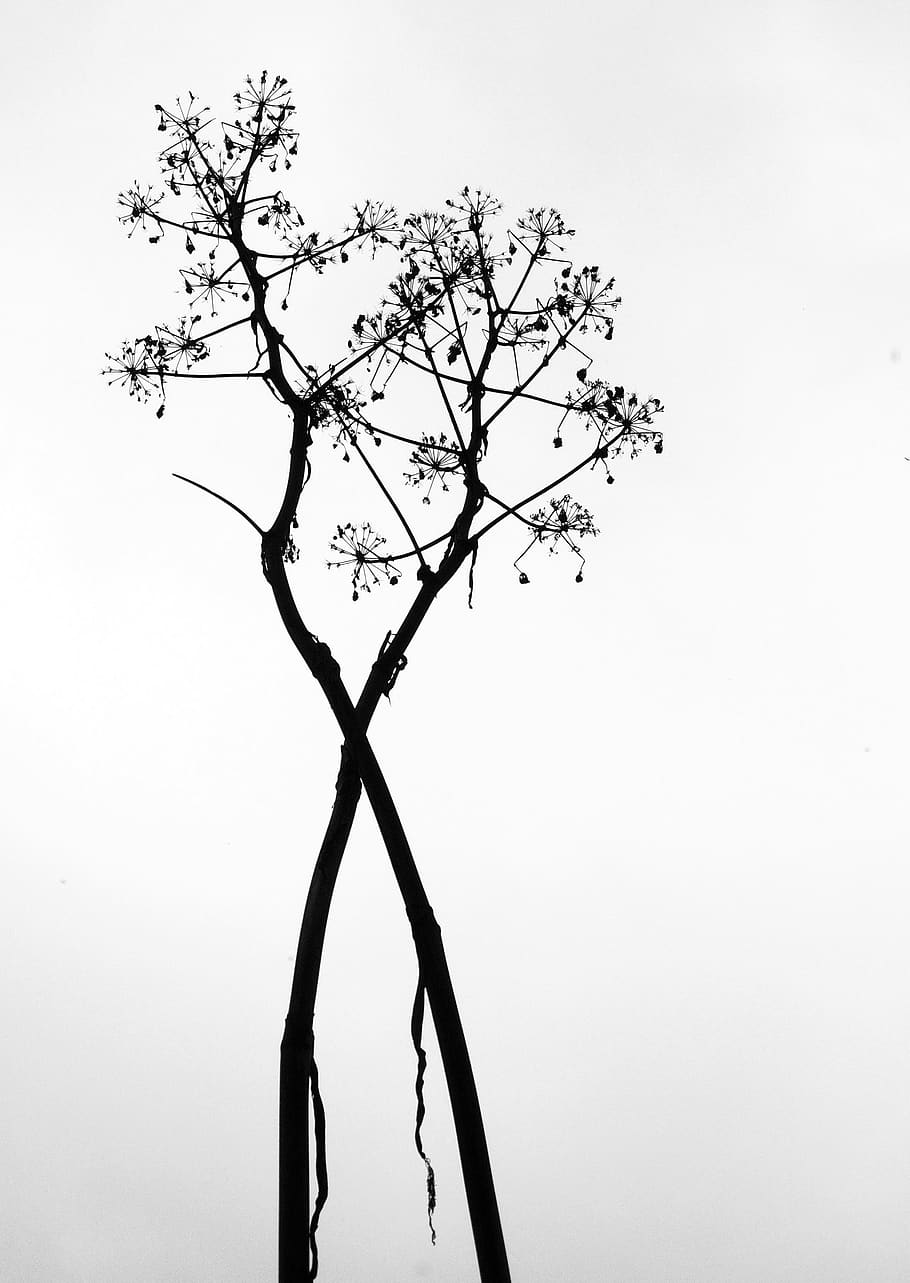 resum, plantes, planta, arbre, cel, branca, arbre nu, cap gent, cel clar, naturalesa, tranquil·litat, dia, creixement, bellesa a la natura, vista d’angle baix, a l'aire lliure, còpia espai, tronc de l'arbre, tronc, arbre únic, silueta, 2K
