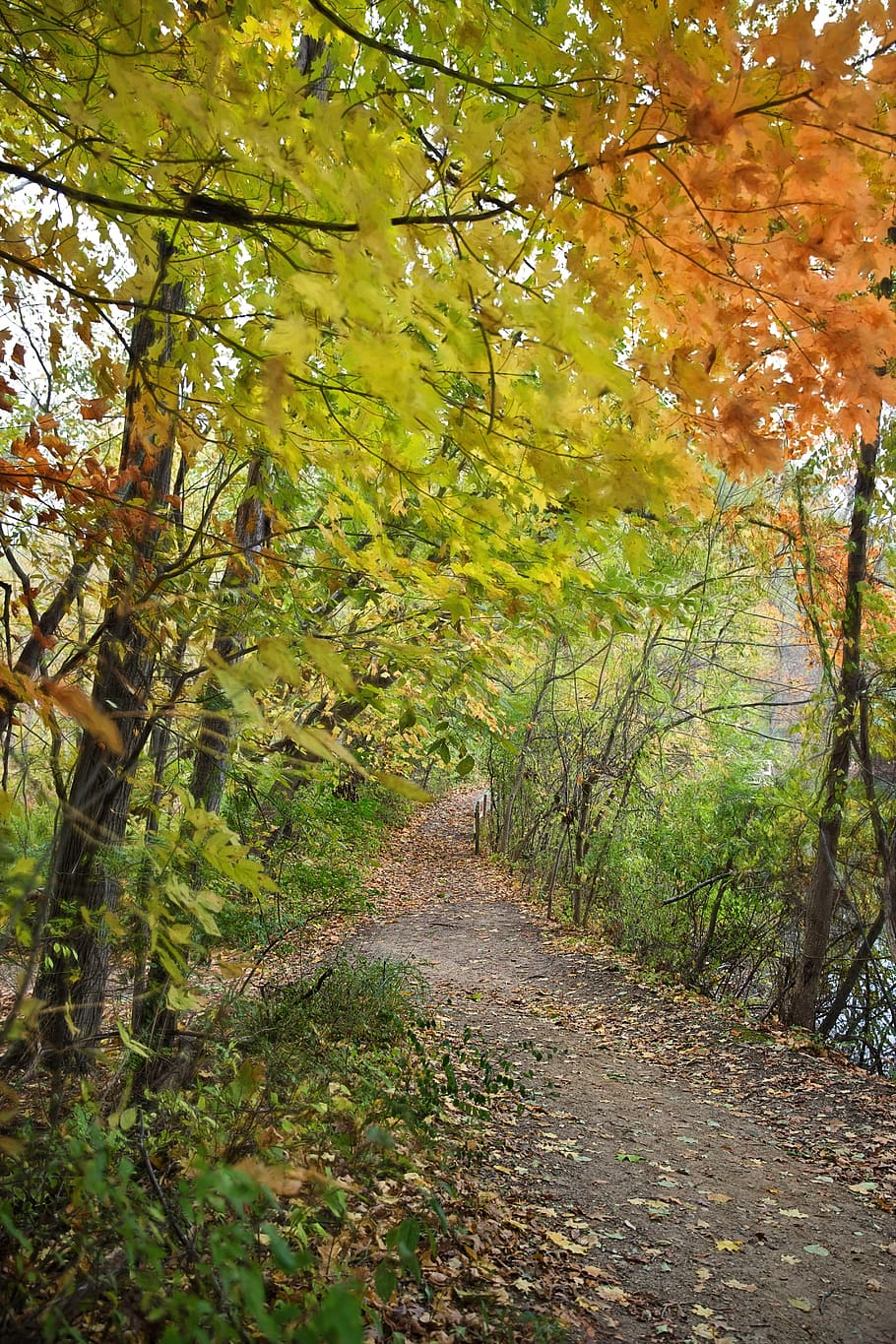 Pfad, fallen, Herbst, Herbstlaub, Laub, vergilbt, Orangen, Natur, Landschaft, Wasser, bunt, Wald, Gehweg, Baum, Pflanze, Richtung, der Weg nach vorn, Fußweg, Land, Wachstum, Schönheit in der Natur, Ruhe, keine Leute, ruhige Szene, Tag, Straße, Nicht-städtische Szene, Ast, draußen, abnehmende Perspektive, Veränderung, Weg, 5K