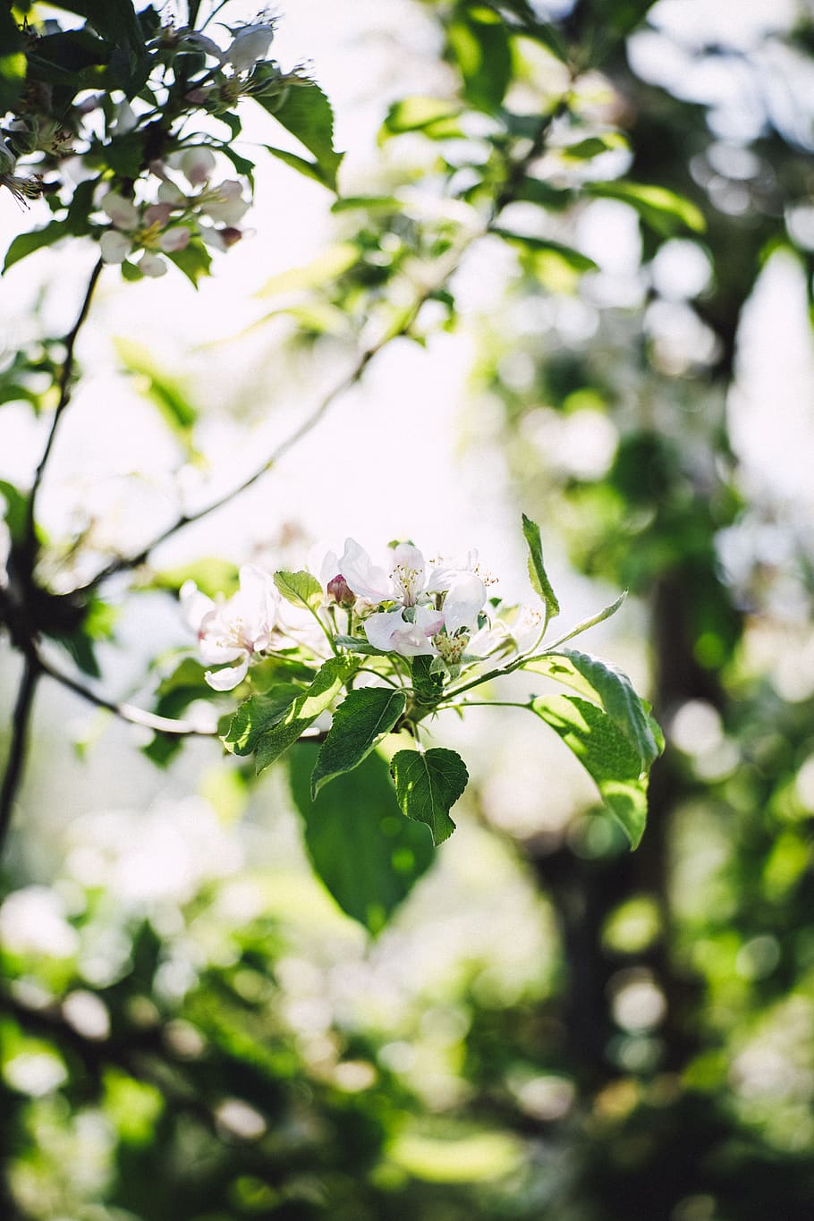arbre de fulles verdes, bonic, bellesa, florir, florint, flor, borrós, bokeh, branca, brillant, color, medi ambient, flora, flors, fresc, verd, creixement, fulles, llum, naturalesa, a l'aire lliure, rosa, planta, vermell, relaxa't, temporada, enfocament selectiu, estiu, sol, arbre, planta amb flors, fragilitat, vulnerabilitat, bellesa a la natura, frescor, primavera, centrar-se en primer pla, primer pla, full, Color blanc, dia, cap gent, part de la planta, cap de flor, flor de cirerer, pol·len, cirerer, 5K