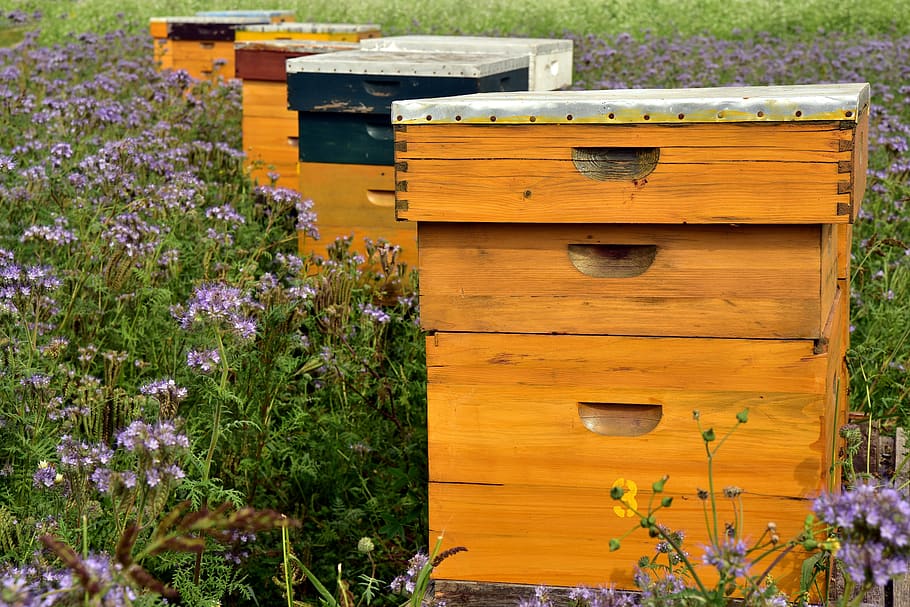 alveare, api, l'apicoltura, apicoltura, miele, casa delle api, produzione di miele, estate, natura, campo di fiori, cibo, paesaggio, ambiente, pianta, fiore, legno - materiale, pianta fiorita, crescita, bellezza nella natura, ape, giorno, nessuno, temi animali, invertebrato, animale, insetto, fauna selvatica, avvicinamento, freschezza, animali allo stato selvatico, testa di fiore, 5K
