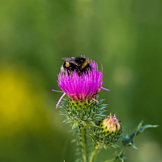 Bie, sanke, insekt, natur, blomst, nærbilde, blomstrende plante, dyre temaer, skjørhet, virvelløse, dyr, sårbarhet, anlegg, ett dyr, skjønnhet i naturen, dyreliv, dyr i naturen, friskhet, petal, blomsterhodet, vekst, lilla, pollinering, ingen folk, humle, 2K, CC0, offentlig domene, opphavsrett gratis