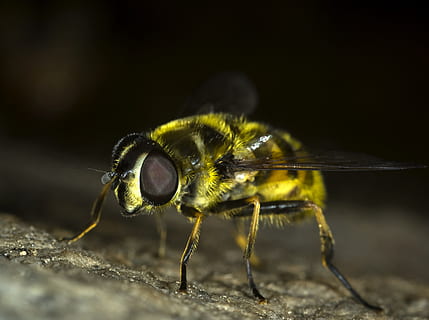hover, Hoverfly, flyve, dyr, natur, insekt, dyre temaer, et dyr, hvirvelløse, dyreliv, dyr i naturen, tæt på, dyr kropsdel, ingen mennesker, gul, udendørs, dag, makro, dyrefløj, selektiv fokusering, zoologi, leddyr, dyr ben, dyr øje, 2K, CC0, offentligt domæne, royaltyfrie
