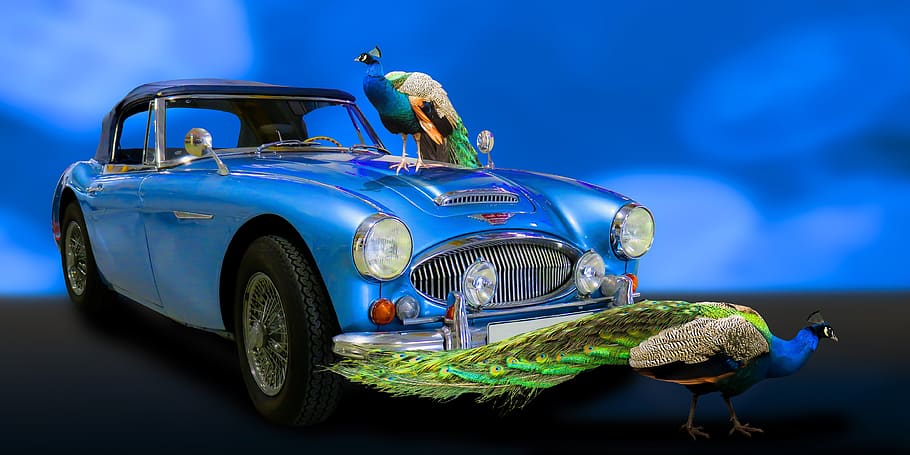 trànsit, automàtic, oldtimer, austin, blau, cotxe esportiu, animals, paó, ocell, orgull, composició, ploma, vehicle, viatjar, luxe, manera de transport, transport, cotxe, automòbil, animal, temes d'animals, fauna animal, estil retro, cotxe d'època, naturalesa, vertebrats, cap gent, vehicle terrestre, un animal, animals a la natura, cotxe de col·leccionista, a l'aire lliure, petit, 4K