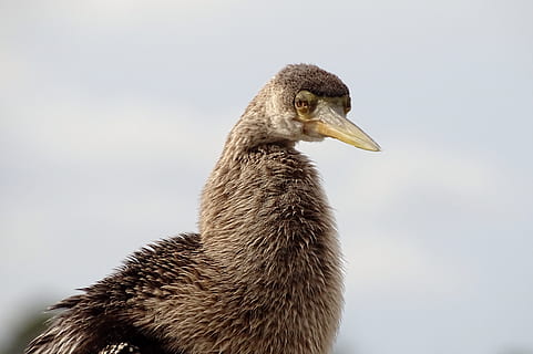 Marrone, uccello, di fronte, lateralmente, animale, anhinga, becco, uccelli acquatici, natura, emu, struzzo, orgoglioso, costa, piume, collo, spiaggia, cormorano, anseriformes, gru, Oca, cigno, airone, Ardeidae, temi animali, un animale, fauna selvatica, vertebrato, animali allo stato selvatico, avvicinamento, nessuno, concentrarsi sulle conoscenze acquisite, vista laterale, giovane animale, giorno, analizzare, cercare, guardare, giovane uccello, guardando lontano, all'aperto, vista profilo, collo animale, 4K, CC0, dominio pubblico, privo di copyright