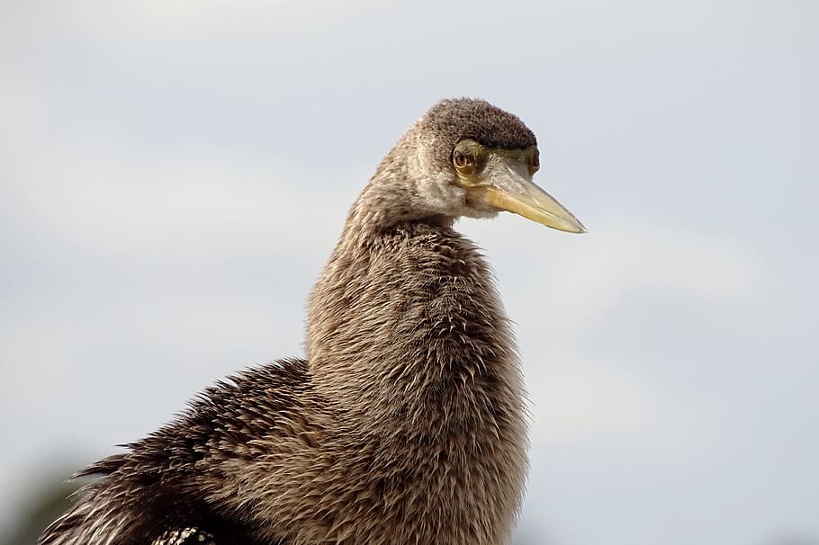 marró, ocell, de cara, de costat, animal, anhinga, bec, aus aquàtiques, naturalesa, emu, estruç, orgullós, Costa, plomes, coll, platja, cormorà, anseriformes, grulla d'ocell, oca, cigne, garza, ardeidae, temes d'animals, un animal, fauna animal, vertebrats, animals a la natura, primer pla, cap gent, centrar-se en primer pla, vista lateral, animal jove, dia, mirant, ocell jove, mirant cap a fora, a l'aire lliure, vista del perfil, coll d'animals, 4K