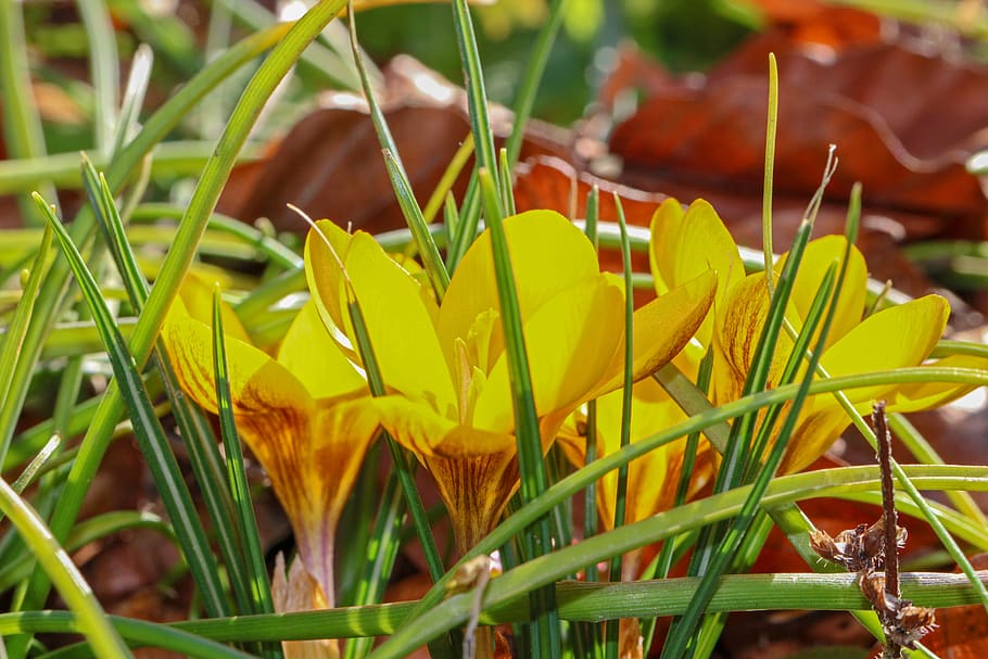 şofran, galben, floare, primăvară, natură, devreme, harbinger al primăverii, inflori, a inflori, iarbă, floare de primavara, plantă, creştere, frumusețe în natură, a închide, planta cu flori, nici o persoana, prospeţime, zi, fragilitate, vulnerabilitate, Culoarea verde, camp, teren, petală, selectiv, să se concentreze asupra primelor elemente, cap de floare, în aer liber, fir de iarbă, 5K