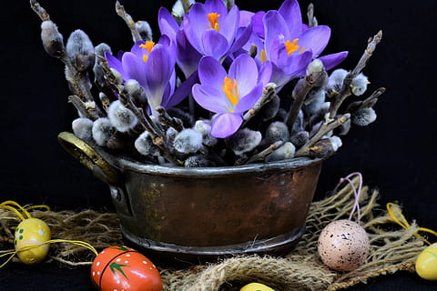 krokus, palmeafdelinger, påske, tidlig blomer, blomster, forårsvågne, natur, forår, lyse, æg, påskeæg, farverig, lilla, tæt på, flor, blomst, blomstrende plante, plante, ingen mennesker, indendørs, stilleben, friskhed, sårbarhed, skrøbelighed, beholder, sort baggrund, skønhed i naturen, studio skud, bord, kronblad, metal, dekoration, 4K, CC0, offentligt domæne, royaltyfrie