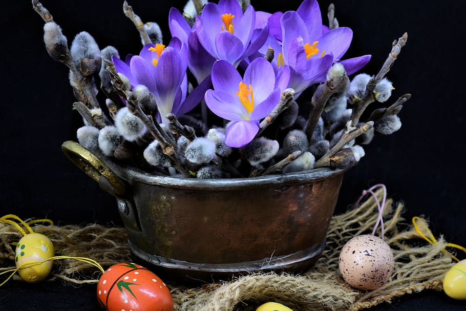 krokus, palmeafdelinger, påske, tidlig blomer, blomster, forårsvågne, natur, forår, lyse, æg, påskeæg, farverig, lilla, tæt på, flor, blomst, blomstrende plante, plante, ingen mennesker, indendørs, stilleben, friskhed, sårbarhed, skrøbelighed, beholder, sort baggrund, skønhed i naturen, studio skud, bord, kronblad, metal, dekoration, 4K
