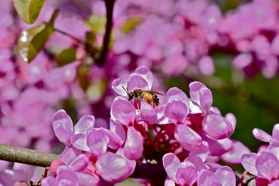 Blume, Rosa, Baum, Biene, Frühling, Natur, blühende Pflanze, pinke Farbe, Pflanze, wirbellos, Insekt, Frische, Zerbrechlichkeit, Blütenblatt, Tierthemen, Tiere in freier Wildbahn, Tier, Schönheit in der Natur, Verletzlichkeit, ein Tier, Wachstum, Blütenkopf, Tierwelt, Nahansicht, Bestäubung, keine Leute, Pollen, draußen, lila, Kirschblüte, 5K