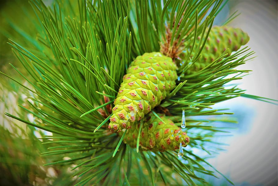 pi, capoll, arbre, naturalesa, bosc, verd, arbres, boscos, fulla d’agulla, planta, color verd, creixement, cap gent, primer pla, bellesa a la natura, dia, arbre de coníferes, agulla - part de la planta, pinàcies, branca, centrar-se en primer pla, pinya de pi, full, part de la planta, a l'aire lliure, arbre de fulla perenne, picant, 4K