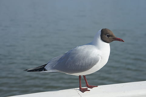 uccello, gabbiano, fauna selvatica, animali allo stato selvatico, temi animali, un animale, animale, vertebrato, appollaiati, concentrarsi sulle conoscenze acquisite, acqua, giorno, mare, nessuno, avvicinamento, natura, uccello di mare, gabbiano con testa nera, all'aperto, becco, 4K, CC0, dominio pubblico, privo di copyright