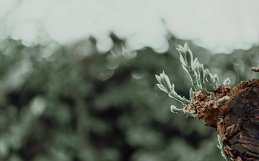 shallow, focus photography, plant, growing, macro, tree, nature, day, focus on foreground, growth, close-up, no people, beauty in nature, outdoors, selective focus, plant part, tranquility, leaf, green color, cold temperature, branch, winter, vulnerability, dead plant, 4K, CC0, public domain, royalty free