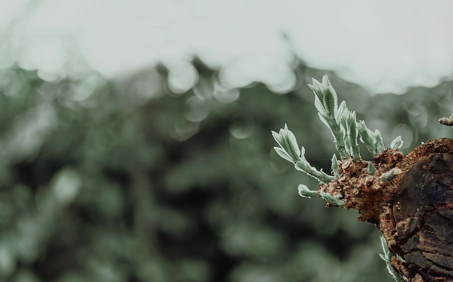 sekli, sutelkti fotografiją, augalų, auga, makro, medis, pobūdį, dieną, sutelkti dėmesį į naujas žinias, augimą, Iš arti, nėra žmonių, grožis gamtoje, lauke, atrankinis dėmesys, augalų dalis, ramybė, lapai, žalia spalva, šalta temperatūra, filialas, žiemą, pažeidžiamumas, negyvas augalas, 4K