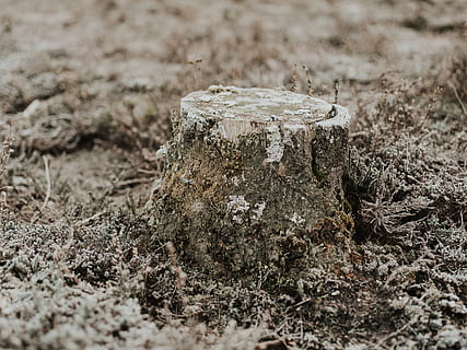 tronco d'albero marrone, tronco d'albero, terra, suolo, fango, all'aperto, natura, ghiaccio, erba, pianta, fungo, vegetazione, muschio, terrina, ciotola, animale, ornamento, modello, frattale, fisheye, giorno, nessuno, concentrarsi sulle conoscenze acquisite, campo, messa a fuoco selettiva, avvicinamento, solido, strutturato, roccia, legno - materiale, roccia - oggetto, la tranquillità, singolo oggetto, pietra, abbaiare, 8K, CC0, dominio pubblico, privo di copyright