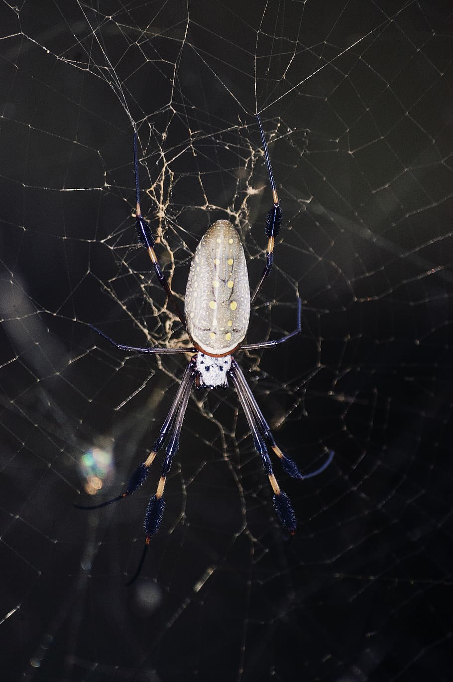 grigio, ragno, ragnatela, aracnide, insetto, animale, ragno di giardino, invertebrato, jaco, Costa Rica, hotel club del mar, torace, buio, avvicinamento, dettaglio, insetti, fragilità, temi animali, un animale, artropodo, fauna selvatica, animali allo stato selvatico, concentrarsi sulle conoscenze acquisite, vulnerabilità, nessuno, sopravvivenza, natura, web, complessità, all'aperto, gamba animale, 2K
