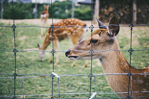 trois biches brunes, animal, antilope, gazelle, mammifère, faune, cerf, câble, clôture, bokeh, brouiller, herbe, vert, frontière, barrière, thèmes animaux, Sécurité, protection, vertébré, un animal, animaux domestiques, métal, se concentrer sur le premier plan, bétail, journée, la faune des animaux, personne, la nature, en plein air, herbivore, tête d'animal, 5K, CC0, domaine public, libre de droits