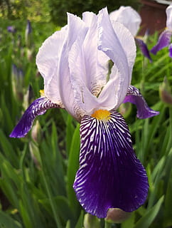iris, plante à fleurs, fleur, plante, fragilité, vulnérabilité, beauté dans la nature, pétale, fraîcheur, croissance, fermer, tête de fleur, inflorescence, violet, la nature, iris - plante, personne, journée, se concentrer sur le premier plan, en plein air, pollen, printemps, 4K, CC0, domaine public, libre de droits