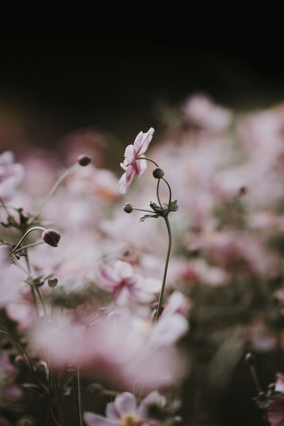 poc profund, focalitzar la fotografia, rosa, flor, tija, pètal, floral, prat, brot, primavera, anemone, fràgil, delicada, naturalesa, botànic, anemone japonesa, full, planta, primer pla, color rosa, frescor, cap de flor, bellesa a la natura, macro, a l'aire lliure, temporada, botànica, cap gent, branca, estiu, fons, creixement, defocated, Japó, imatge en color, enfocament selectiu, arbre, color verd, florint, fragilitat, blanc, jardí formal, 4K