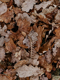 getrocknetes Blatt, Blatt, Pflanzenteil, trocken, Natur, keine Leute, Tier, Land, Tierthemen, Blätter, Feld, ein Tier, Tag, High Angle View, Tierwelt, Herbst, Knochen, Tiere in freier Wildbahn, Nahansicht, fallen, Veränderung, 8K, CC0, gemeinfrei, lizenzfrei