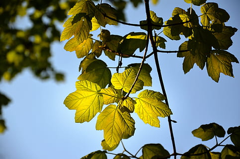 leaf, light, nature, trees, green, branches, summer, sky, environment, sun, luminous, plant, plant part, low angle view, tree, growth, beauty in nature, yellow, focus on foreground, day, branch, no people, outdoors, tranquility, close-up, leaves, sunlight, green color, maple leaf, natural condition, 4K, CC0, public domain, royalty free