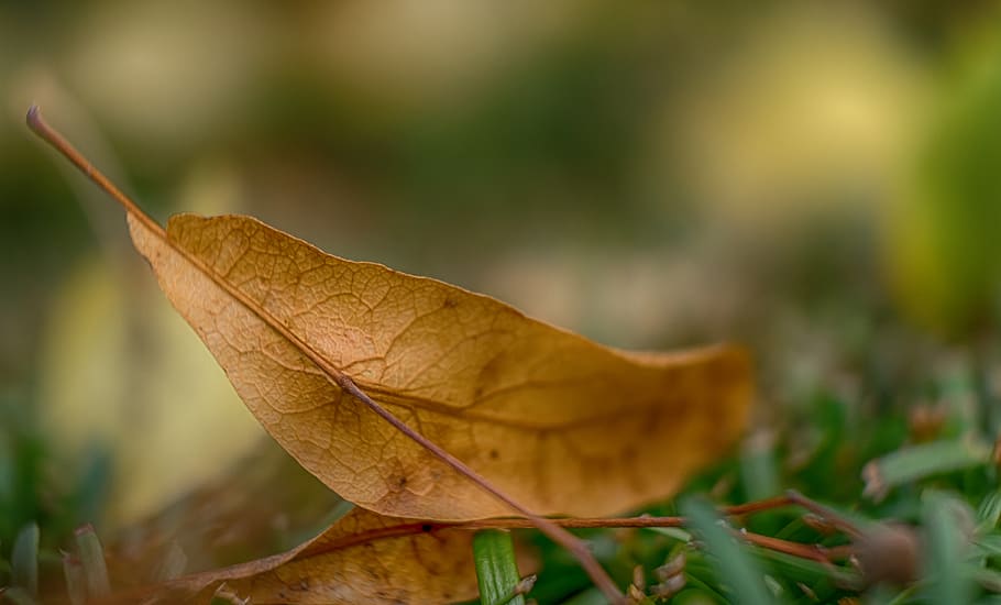 sec, full, poc profund, focalitzar la fotografia, fulla seca, macro, part de la planta, tardor, primer pla, canvi, naturalesa, planta, cap gent, vulnerabilitat, bellesa a la natura, fragilitat, dia, enfocament selectiu, vena de la fulla, centrar-se en primer pla, a l'aire lliure, marró, terra, creixement, condició natural, fulles, fulla d'auró, col·lecció de tardor, caure, 2K