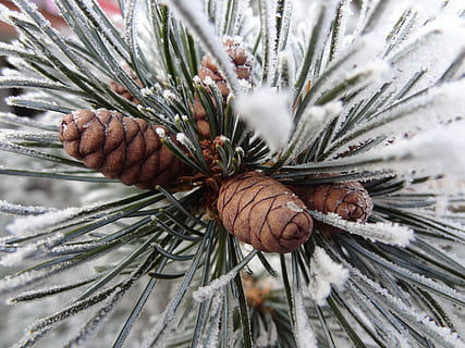 hivern, arbre, branca, cons, gelades, neu, Nadal, blanc, marró, verd, romanç, naturalesa, planta, primer pla, pi, temperatura de fred, pinàcies, creixement, centrar-se en primer pla, pinya de pi, arbre de coníferes, dia, bellesa a la natura, cap gent, full, congelat, a l'aire lliure, agulla - part de la planta, 4K, CC0, domini públic, lliure de regalies