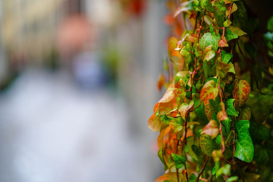 pianta verde, pianta, foglia, fiorire, fiore, geranio, vite, edera, ringhiera, corrimano, composizione floreale, Acanthaceae, ceramica, pianta in vaso, vaso, rosa, petalo, fotografia, foto, cibo, messa a fuoco selettiva, concentrarsi sulle conoscenze acquisite, avvicinamento, bellezza nella natura, giorno, freschezza, nessuno, natura, crescita, vulnerabilità, fragilità, all'aperto, parte vegetale, pianta fiorita, colore verde, sospeso, testa di fiore, 8K