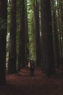 alberi, Esplorare, boschi, foresta, natura, escursione, campo, campeggio, escursioni a piedi, montagne, natura selvaggia, benblenner, fotografo che esplora, avventura, alzando lo sguardo, viaggio, voglia di girovagare, Alba, lunatico, sequoie, albero, terra, pianta, persone reali, tronco, tronco d'albero, una persona, bosco, lunghezza intera, crescita, attività di svago, stili di vita, bellezza nella natura, in piedi, la tranquillità, giovane adulto, giorno, all'aperto, 2K, CC0, dominio pubblico, privo di copyright