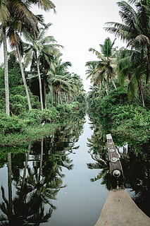 riu, arbres de coco, planta, vegetació, terra, naturalesa, a l'aire lliure, arbre, jungla, selva tropical, aigua, jardí, arbor, bosc, Camí, canal, arbreda, arecaceae, Palmera, holandès, tropical, clima tropical, reflexió, creixement, cel, tranquil·litat, cap gent, bellesa a la natura, dia, escena tranquil·la, palmera de coco, color verd, escenics - natura, davant del mar, arbre tropical, 5K, CC0, domini públic, lliure de regalies