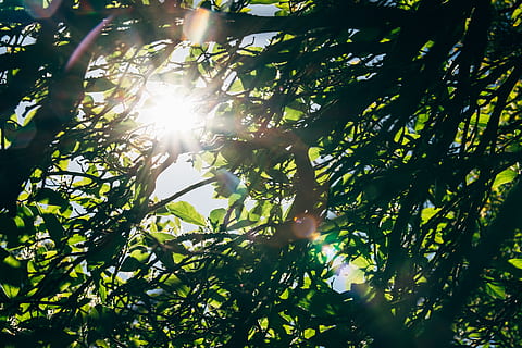 Deutschland, Blatt, Laub, Strahl, Sonne, Sonnenschein, Sonnenstrahl, leuchtenden, scheinen, Baum, Wald, Licht, hell, draußen, Sommer-, Jahreszeit, Umgebung, Flora, Grün, Pflanze, Sonnenlicht, Natur, Linseneffekt, Flachwinkelansicht, Wachstum, grüne Farbe, Tag, keine Leute, Ast, Schönheit in der Natur, Pflanzenteil, Himmel, Ruhe, Streaming, hell erleuchtet, Sonneneruption, 5K, CC0, gemeinfrei, lizenzfrei