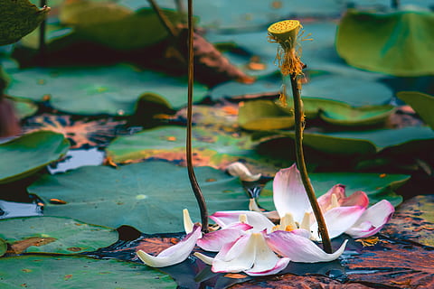 gefallen, ist gestorben, fallen, Blütenblätter, Lotus, Blume, Herbst, Natur, Trauer, Pflanze, blühende Pflanze, Schönheit in der Natur, Pflanzenteil, Wasser, Blatt, See, Verletzlichkeit, Zerbrechlichkeit, Blütenblatt, Seerose, Wachstum, Nahansicht, Frische, schwimmend, auf dem Wasser schwimmen, keine Leute, Lotus Seerose, Blütenkopf, draußen, Blätter, 5K, CC0, gemeinfrei, lizenzfrei