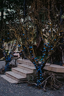 nua, arbre, blau, llums de corda, humà, persona, barana, bicicleta, vehicle, transport, accessori, taló, accessoris, a l'aire lliure, arbor, jardí, llosa, fusta, escala, Parc d'atraccions, planta, naturalesa, branca, cap gent, dia, arquitectura, material de fusta, abandonat, terra, manera de transport, creixement, tronc de l'arbre, tronc, arbre nu, estructura construïda, pila, vell, 4K, CC0, domini públic, lliure de regalies