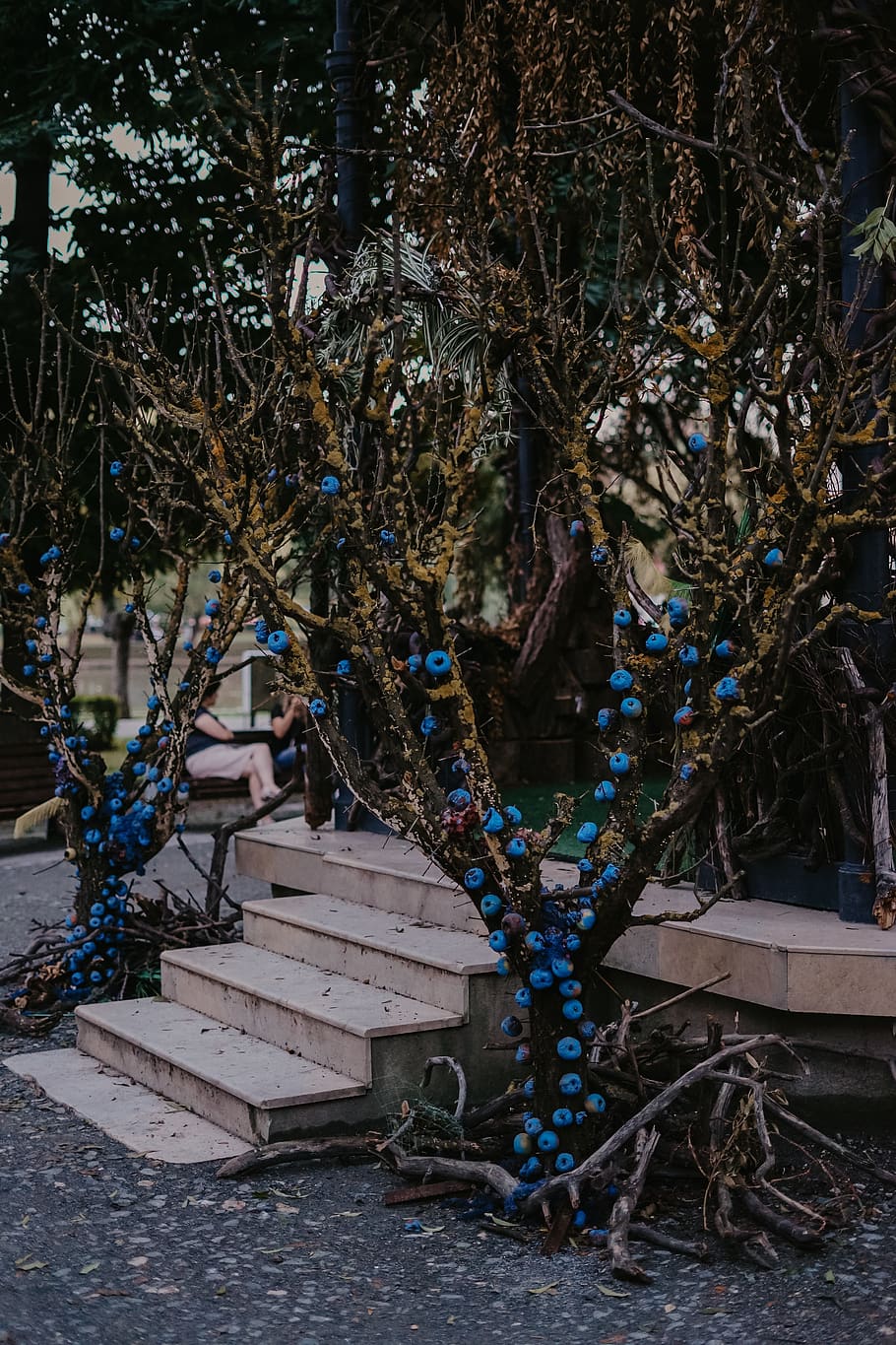 nua, arbre, blau, llums de corda, humà, persona, barana, bicicleta, vehicle, transport, accessori, taló, accessoris, a l'aire lliure, arbor, jardí, llosa, fusta, escala, Parc d'atraccions, planta, naturalesa, branca, cap gent, dia, arquitectura, material de fusta, abandonat, terra, manera de transport, creixement, tronc de l'arbre, tronc, arbre nu, estructura construïda, pila, vell, 4K