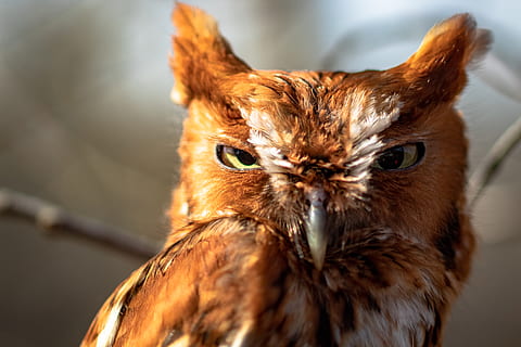 owl brun, un animal, a închide, pasăre, nici o persoana, animale vertebrate, să se concentreze asupra primelor elemente, partea corpului animalului, animale sălbatice, pasăre de pradă, animale în sălbăticie, zi, portret, maro, mamifer, în aer liber, in cautarea, ochi de animale, 2K, CC0, domeniu public, fără drepturi de autor