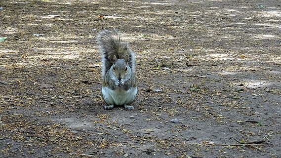 scoiattolo, parco, Nottingham, Highfields, grigio, rosso, terra, temi animali, un animale, animale, vertebrato, fauna selvatica, animali allo stato selvatico, giorno, roditore, mammifero, nessuno, campo, vista dall'alto, natura, guardando la fotocamera, all'aperto, ritratto, uccello, zoologia, animali domestici, 4K, CC0, dominio pubblico, privo di copyright