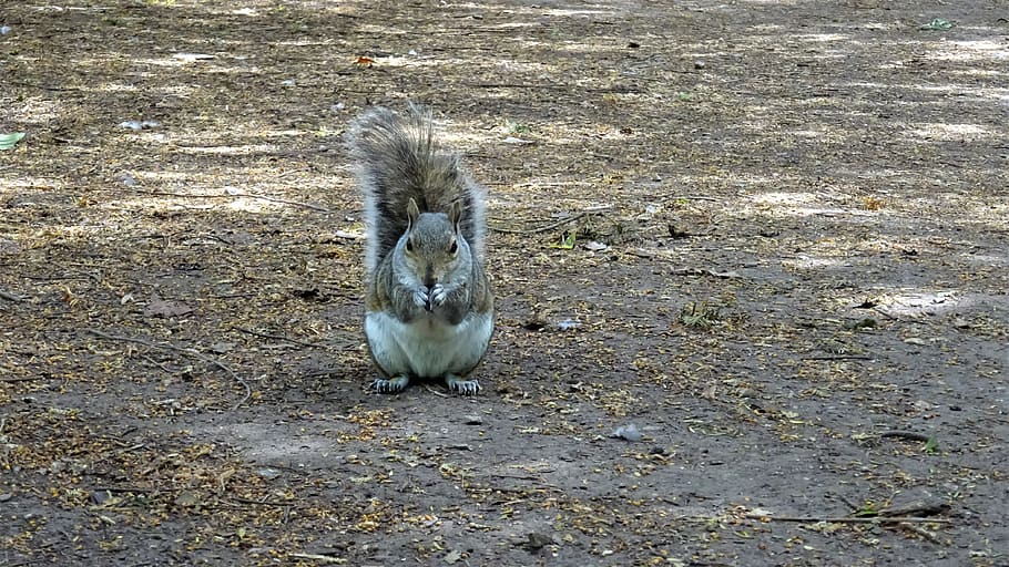 esquirol, parc, nottingham, camps d’altura, gris, vermell, sòl, temes d'animals, un animal, animal, vertebrats, fauna animal, animals a la natura, terra, dia, rosegador, mamífer, cap gent, camp, vista d’angle alt, naturalesa, mirant la càmera, a l'aire lliure, retrat, ocell, zoologia, mascotes, 4K