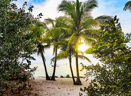coconut trees, beach, florida, key west, nature, ocean, palm trees, paradise, sea, seashore, shore, trees, tropical, tree, plant, growth, sky, beauty in nature, palm tree, tropical climate, tranquility, water, scenics - nature, tranquil scene, land, day, no people, green color, cloud - sky, outdoors, coconut palm tree, palm leaf, 2K, CC0, public domain, royalty free