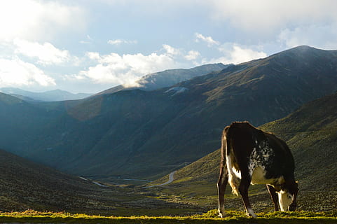 maro, vacă, mâncare, iarbă, bovine, nori, noros, lumina zilei, camp, pășune, excursie pe jos, peisaj, Munte, natură, păşune, pitoresc, cer, vară, lumina soarelui, vale, mamifer, animale tematice, animale domestice, animal, intern, un animal, de munte, animale de companie, frumusețe în natură, șeptel, scenice - natura, nor - cer, mediu inconjurator, animale vertebrate, zi, scenă non-urbană, nici o persoana, erbivor, 5K, CC0, domeniu public, fără drepturi de autor