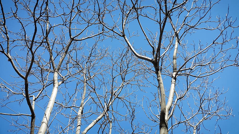 Baum, Pflanze, Baumstamm, Baumprobleme, Textur, Geäst, Bäume, Himmel, Blau, Eiche, Wurzel, Verkehrsflugzeug, Fahrzeug, Flugzeug, Transport, Birke, Geländer, Niederländisch, Ast, Flachwinkelansicht, kahler Baum, klarer Himmel, keine Leute, Natur, Tag, draußen, Ruhe, Schönheit in der Natur, Kofferraum, Sonnenlicht, kahl, Szenen - Natur, tote Pflanze, Baumkrone, 2K