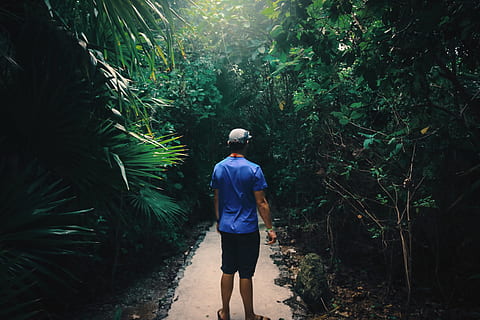 mexicà, tulum, Camí, arbres, verd, serè, tropical, arbre, planta, persones reals, creixement, una persona, vista del darrere, bosc, activitat d'oci, color verd, estils de vida, homes, naturalesa, caminar, terra, roba casual, dia, bellesa a la natura, de peu, a l'aire lliure, 5K, CC0, domini públic, lliure de regalies