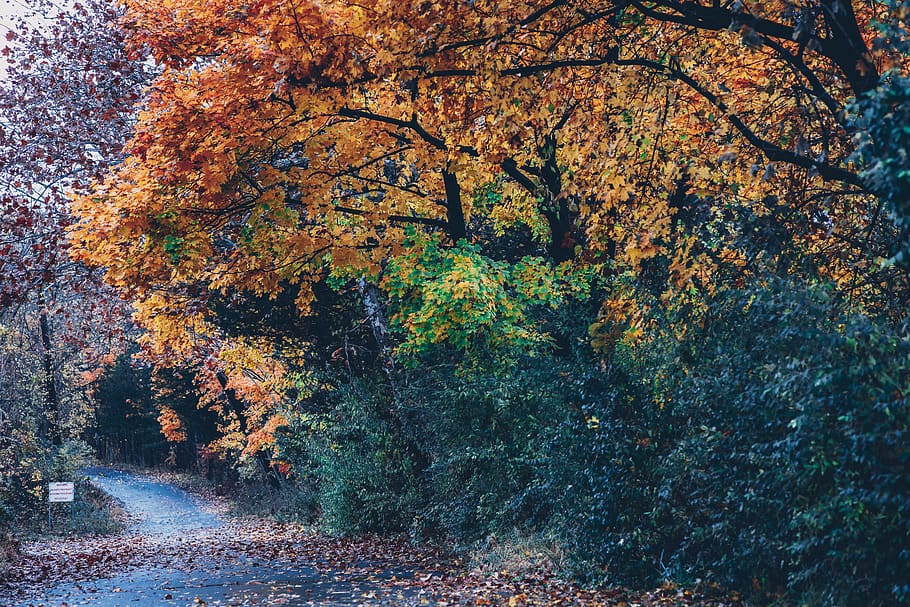 alberi, strada, fogliame autunnale, foresta, albero, autunno, pianta, modificare, crescita, natura, bellezza nella natura, la tranquillità, giorno, colore arancione, nessuno, scena tranquilla, direzione, mezzi di trasporto, la strada davanti, ramo, all'aperto, terra, scenics - natura, collezione autunnale, 5K
