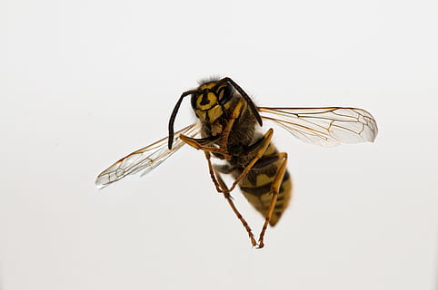 insectă, a zbura, aripă, albină, natură, viespe, a închide, lumea animalelor, animal, nevertebrat, animale tematice, fundal alb, studio shot, un animal, animale sălbatice, animale în sălbăticie, animal aripă, în interior, nici o persoana, vedere laterală, partea corpului animalului, elimina, macro, vizualizare profil, 4K, CC0, domeniu public, fără drepturi de autor