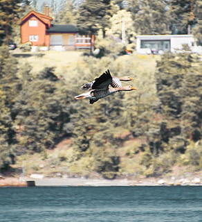deux oiseaux qui volent, animaux à l'état sauvage, oiseau, en volant, la faune des animaux, thèmes animaux, vertébré, déployer des ailes, animal, en plein air, un animal, eau, se concentrer sur le premier plan, mouvement, architecture, structure construite, la nature, extérieur du bâtiment, mer, personne, mouette, 2K, CC0, domaine public, libre de droits