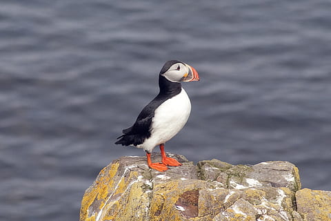puffin, ocell, penya-segat, Islandia, ocells, temes d'animals, animal, fauna animal, vertebrats, animals a la natura, un animal, aigua, rock - object, rock, sòlid, posat, cap gent, naturalesa, centrar-se en primer pla, a l'aire lliure, dia, mar, longitud completa, gavina, vista del perfil, 2K, CC0, domini públic, lliure de regalies